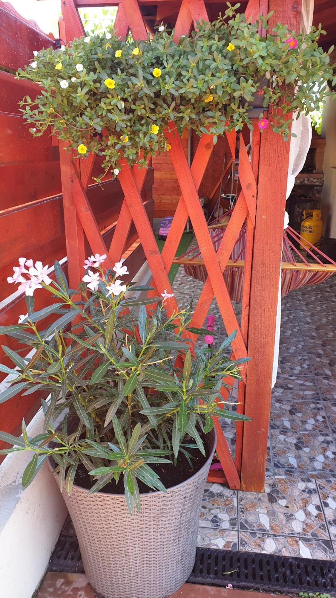 Ingrid Hotel Mangalia Quarto foto
